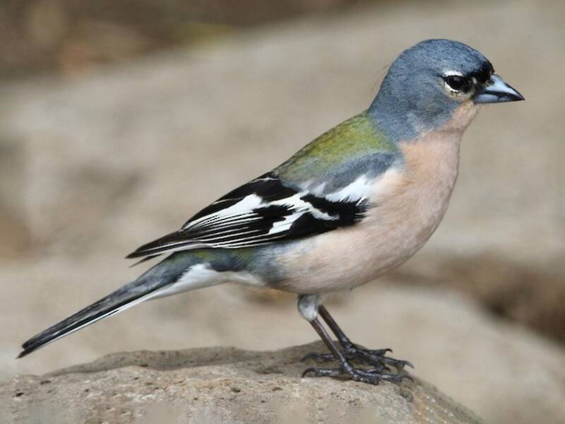 African Chaffinch, Photos 3