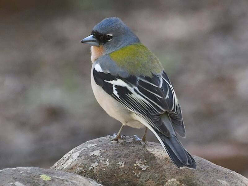African Chaffinch, Photos 2