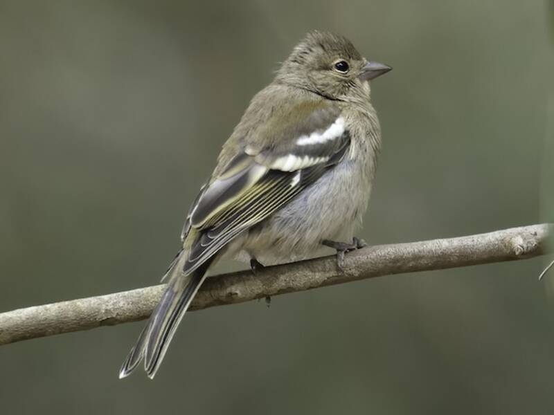 African Chaffinch