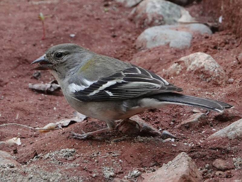 African Chaffinch, Photos 4