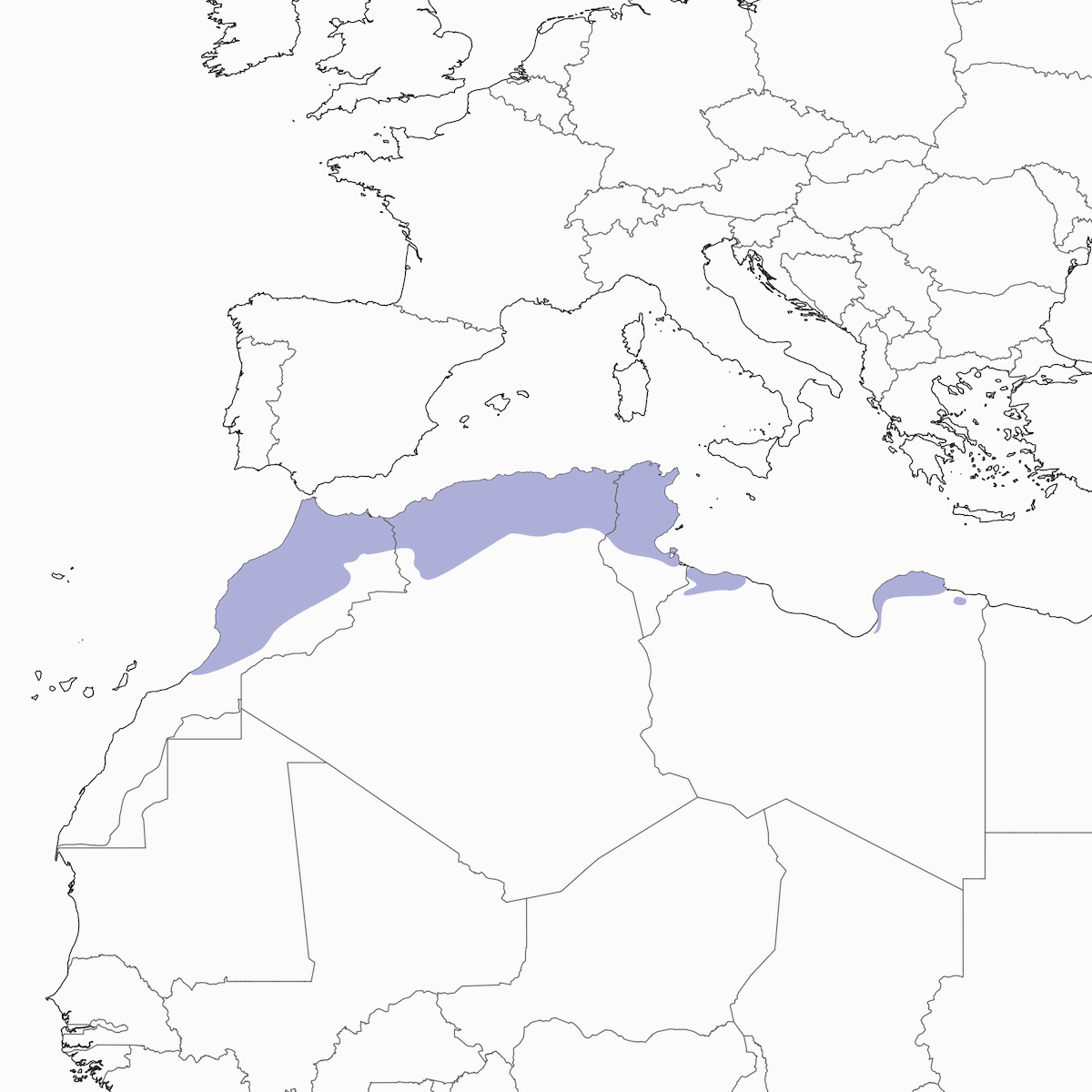 African Chaffinch, Distribution 1