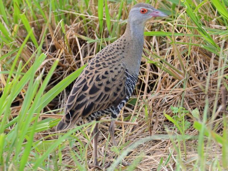African Crake (Crecopsis egregia)