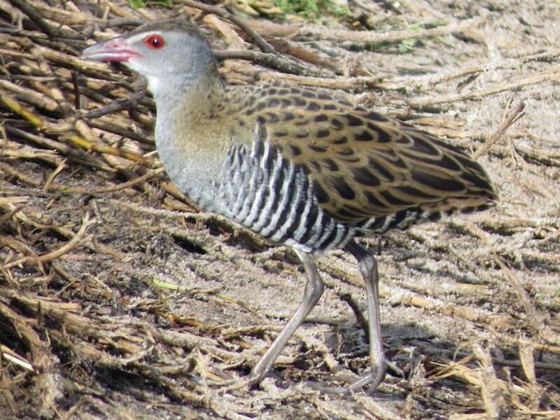 African Crake, Photos 3