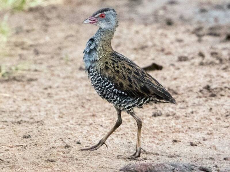 African Crake, Photos 2