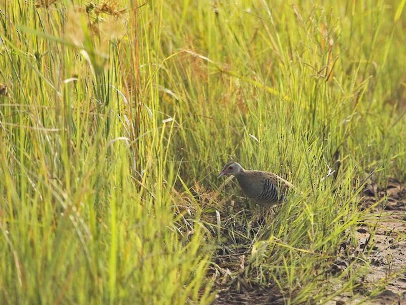 African Crake, Photos 4