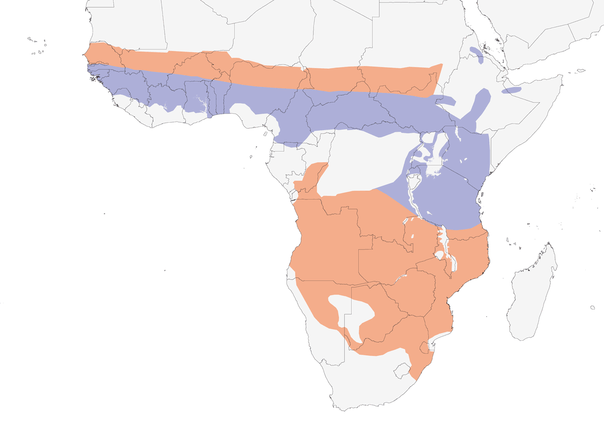 Cuco africano, Distribución 1