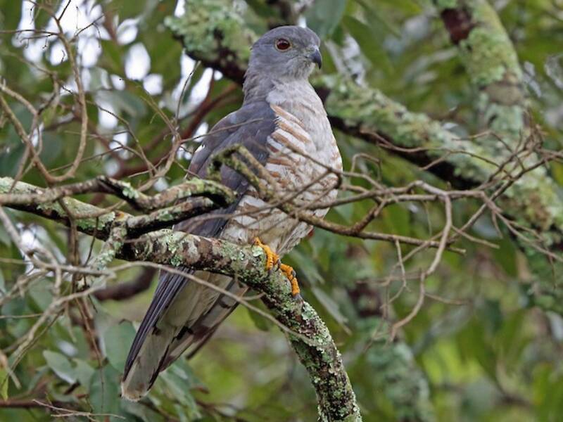 Sparviere cuculo africano, Foto 3