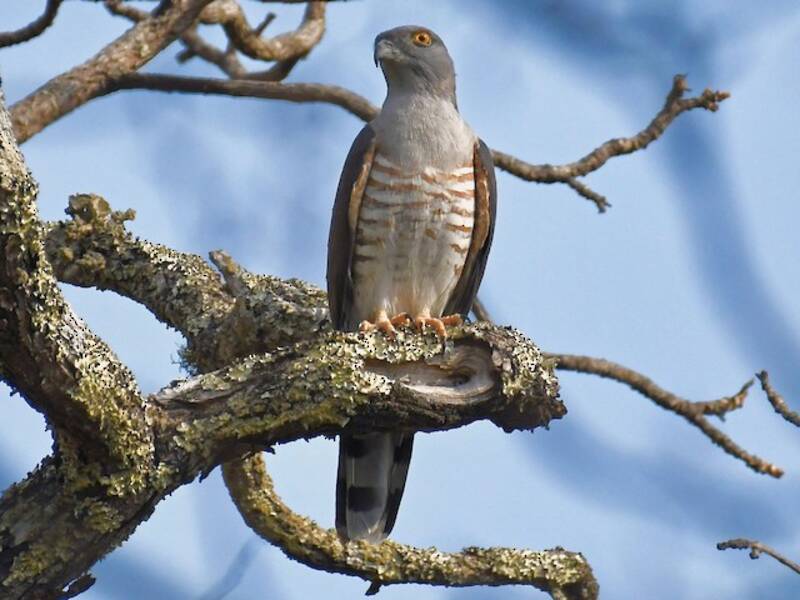 Sparviere cuculo africano, Foto 2