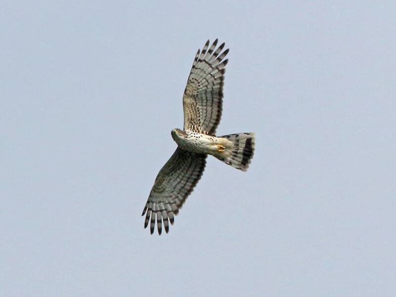 Sparviere cuculo africano, Foto 4