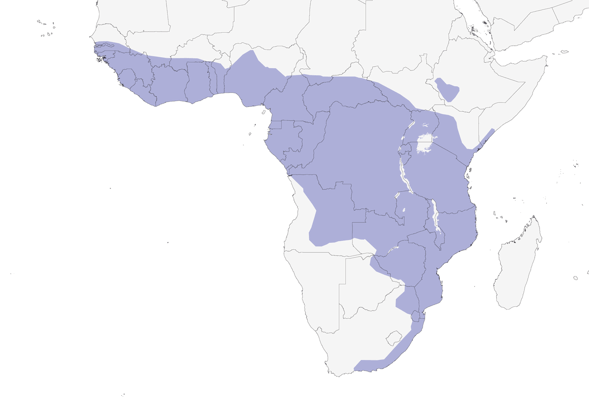 Sparviere cuculo africano, Distribuzione 1