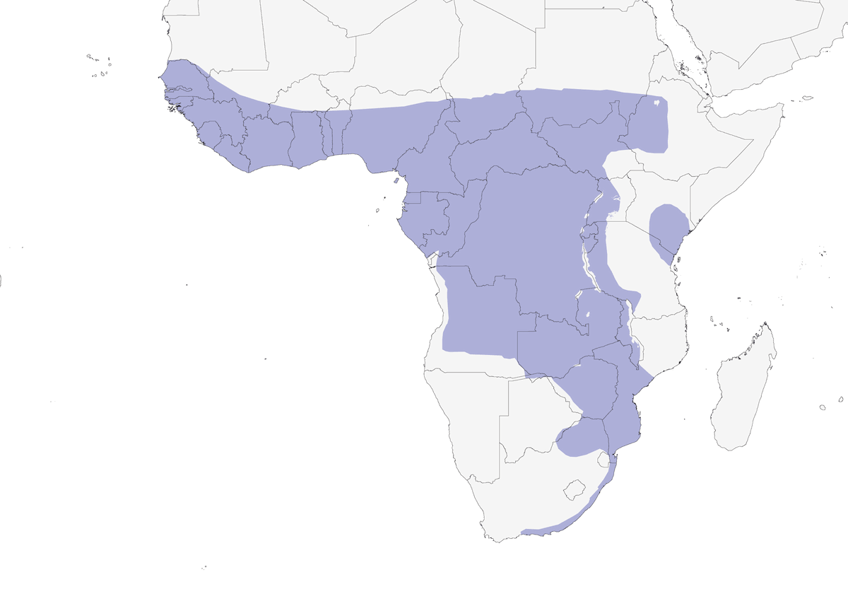 Podica Africana, Distribución 1
