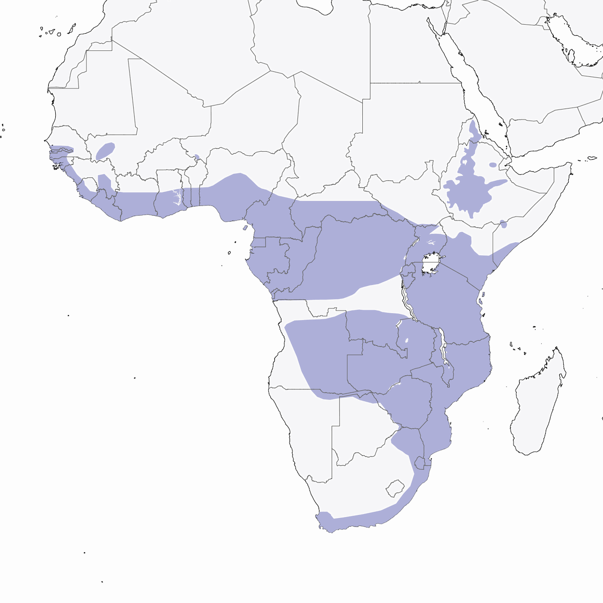 Astore africano, Distribuzione 1