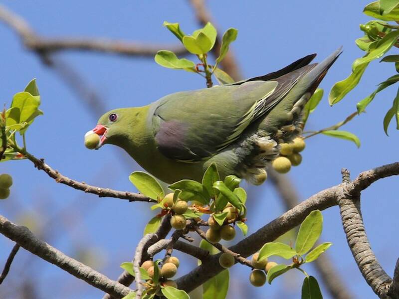 Piccione verde africano, Foto 3