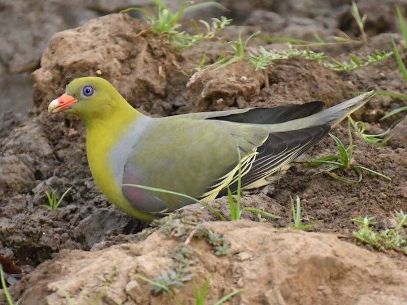 Piccione verde africano