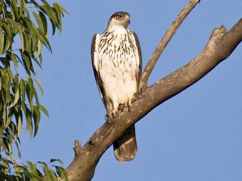 Aquila sparviero africana, Foto 4