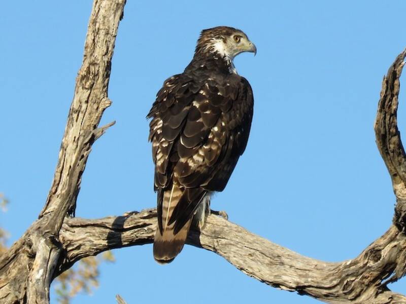 Aquila sparviero africana, Foto 3
