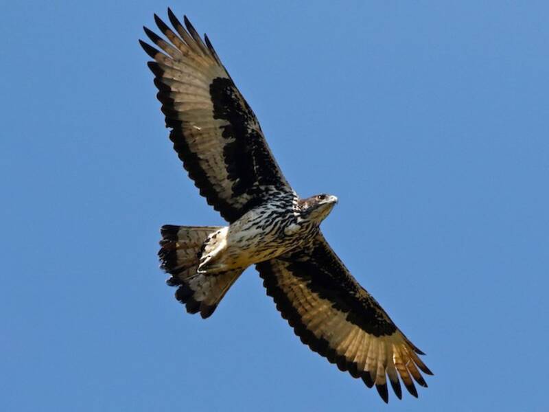Aquila sparviero africana, Foto 2