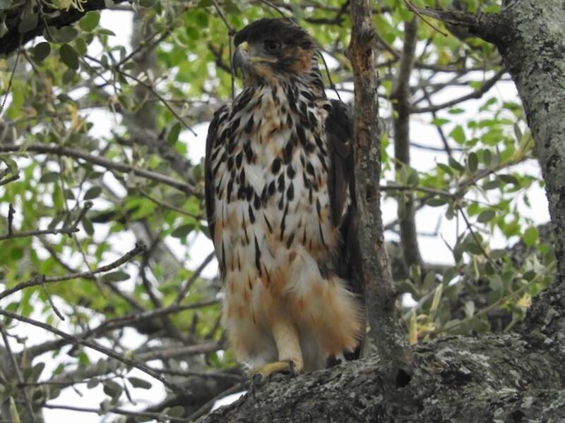 Aquila sparviero africana