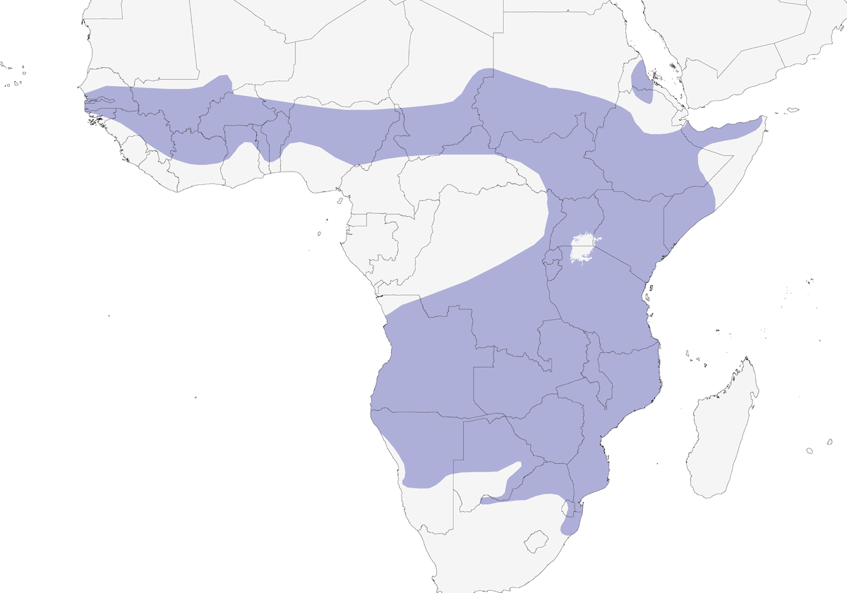 Aquila sparviero africana, Distribuzione 1
