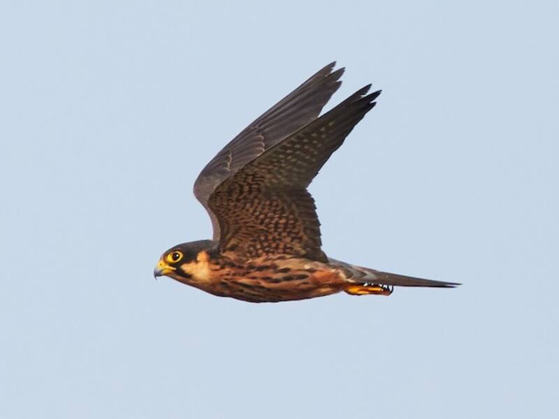 Alcotán Africano