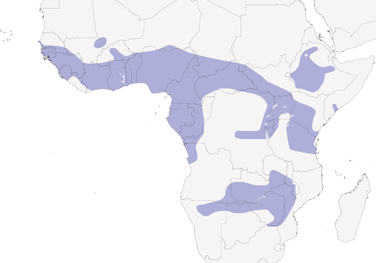 Alcotán Africano, Distribución 1