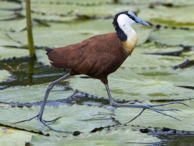 African Jacana, Photos 4