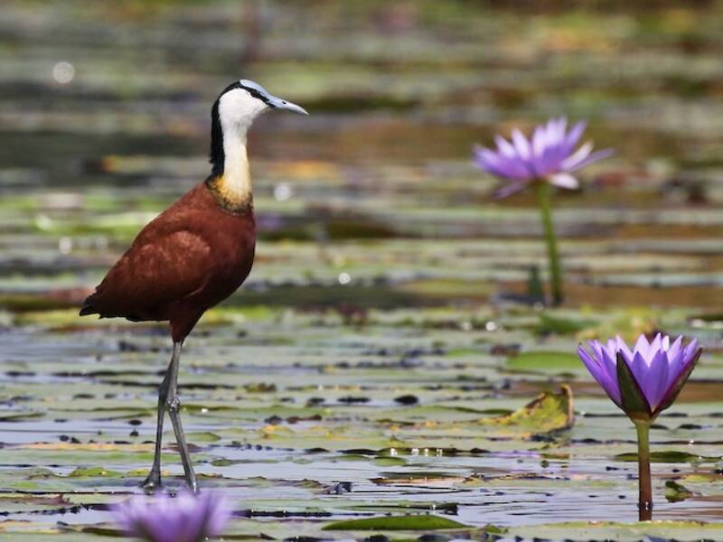 African Jacana, Photos 3