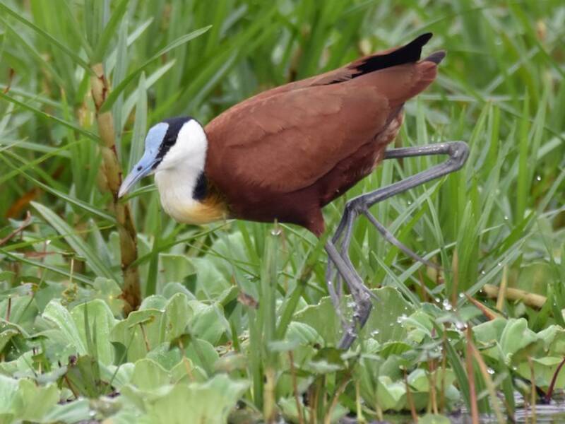 African Jacana, Photos 2