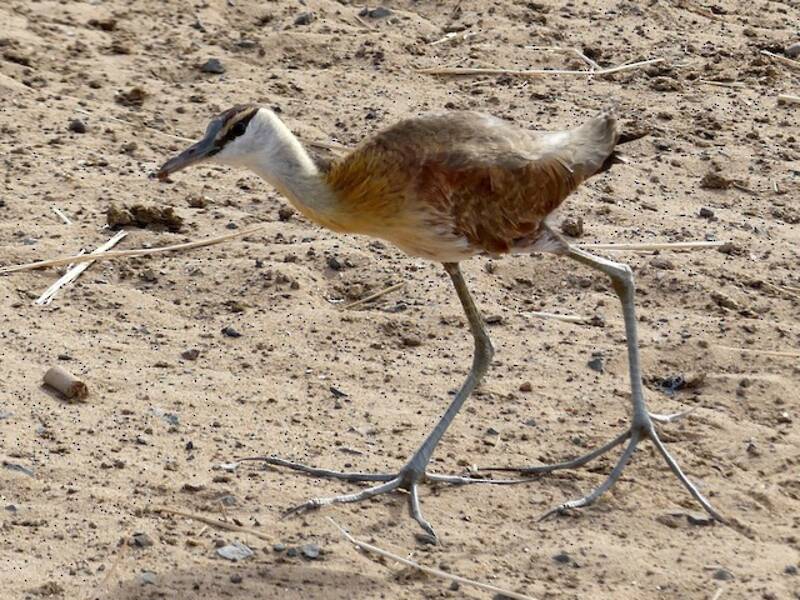 African Jacana