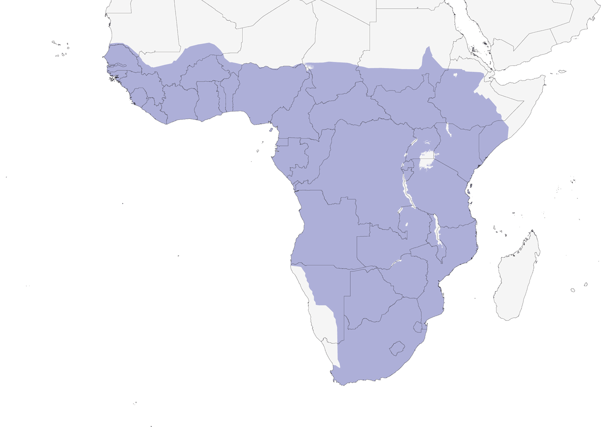 African Jacana, Distribution 1