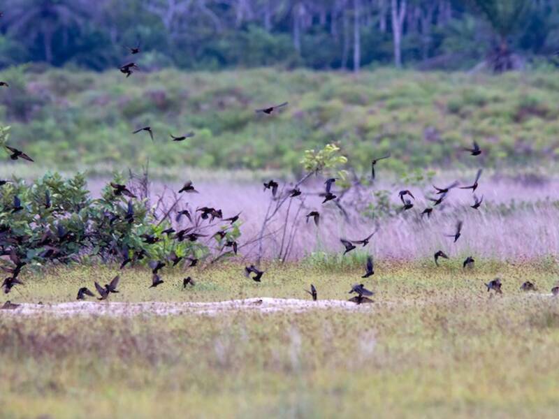African River Martin (Pseudochelidon eurystomina)