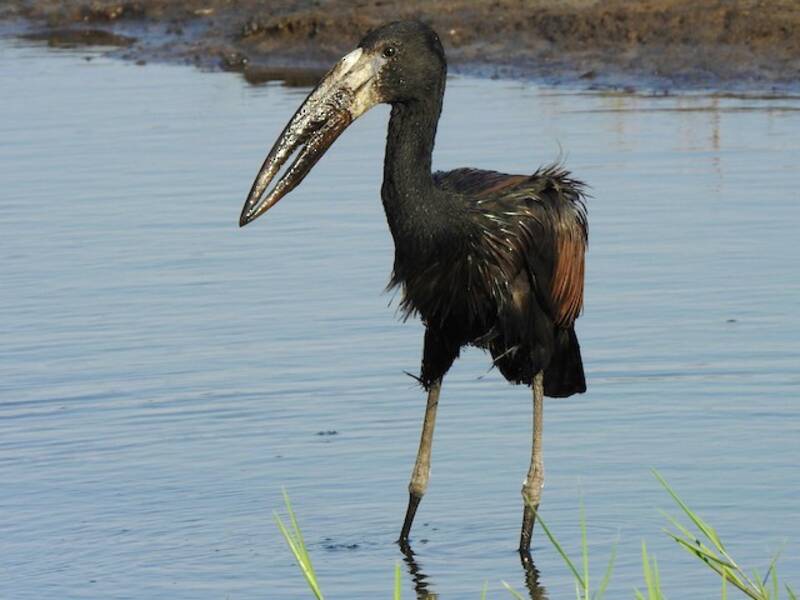 African Openbill, Photos 3