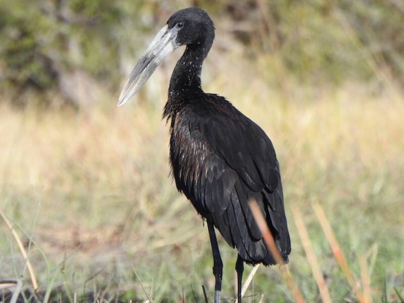 African Openbill, Photos 2