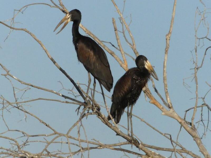 African Openbill, Photos 4