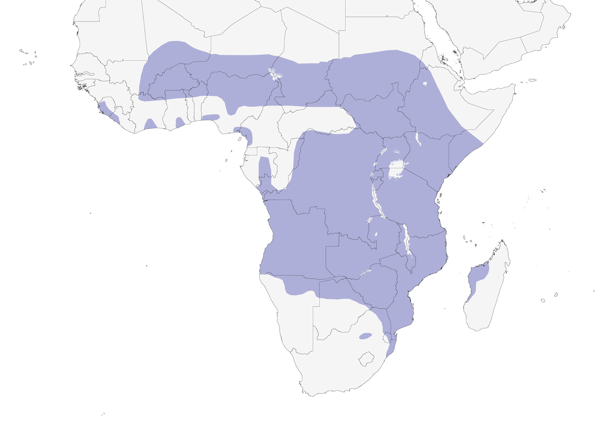 African Openbill, Distribution 1