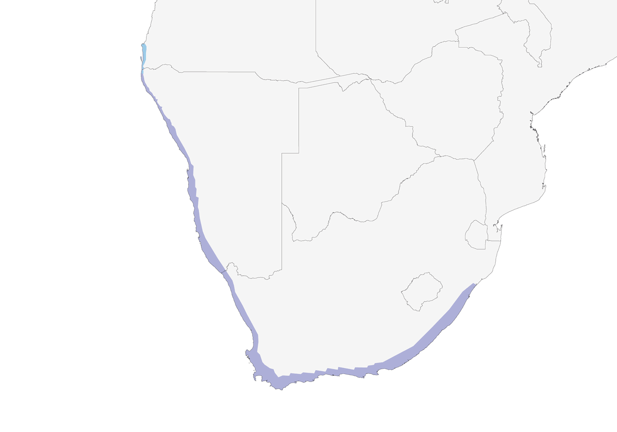 Huîtrier noir d'Afrique, Distribution 1