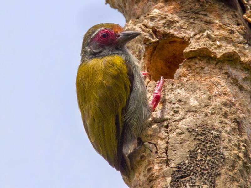 Piquete africano, Fotos 4
