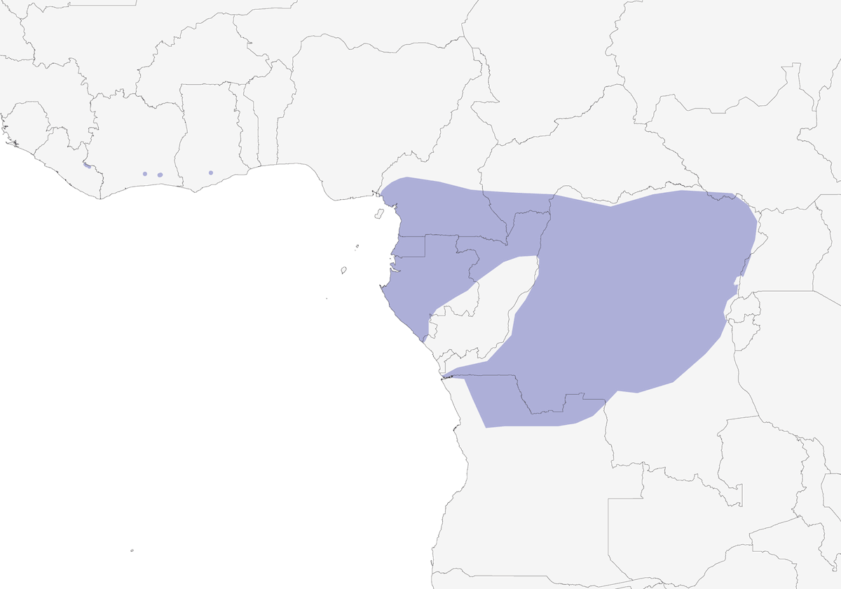 Piquete africano, Distribución 1