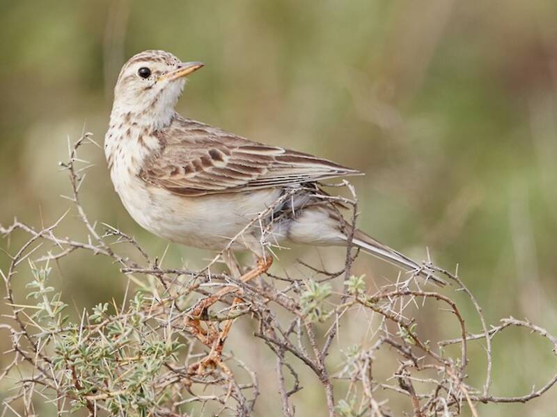 African Pipit, Photos 2