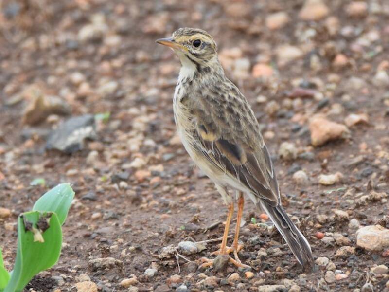 African Pipit, Photos 4