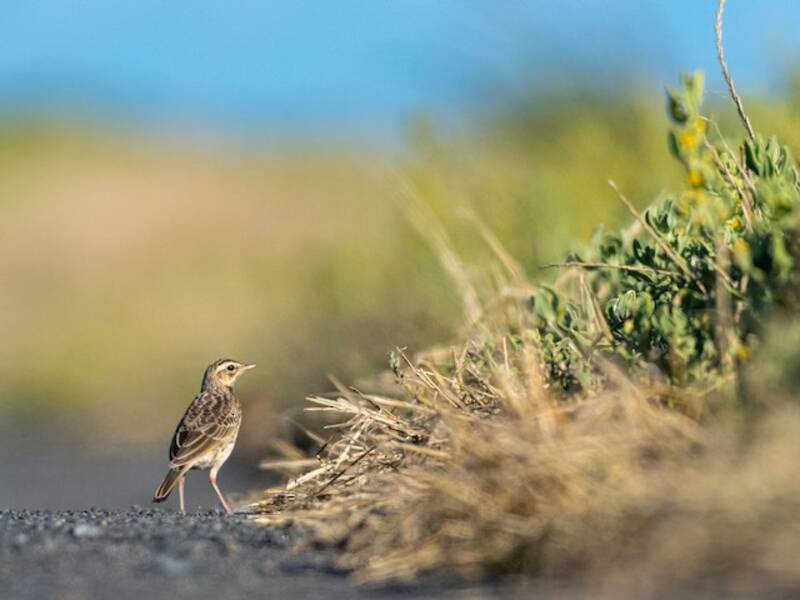 African Pipit, Photos 3