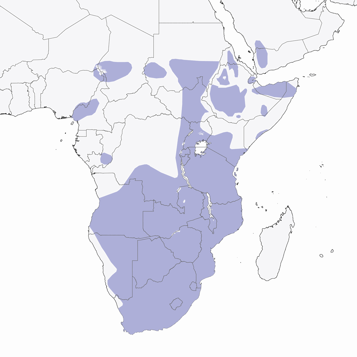 African Pipit, Distribution 1
