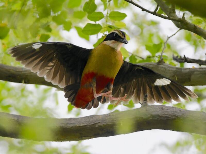 Pitta africana, Foto 4