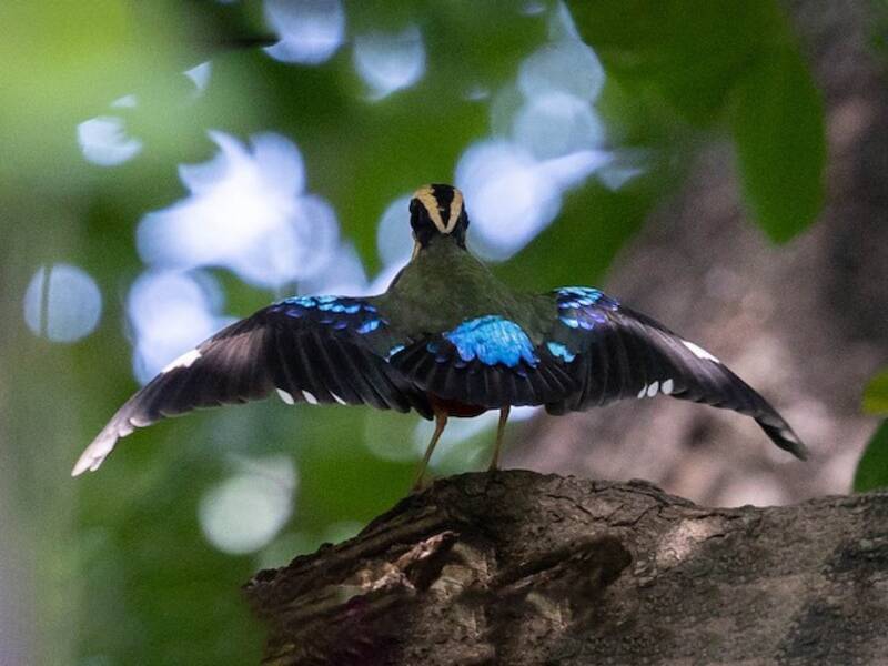 Pitta africana, Foto 2