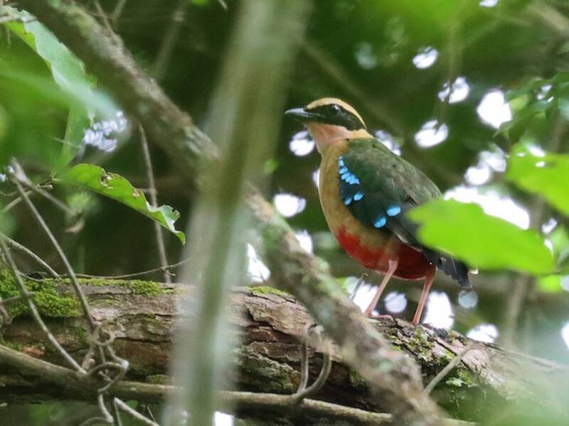 Pitta africana