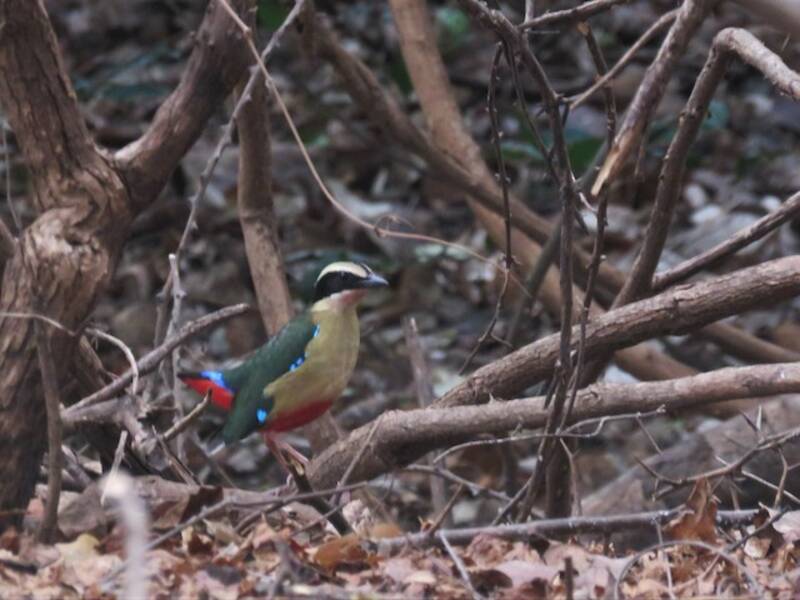 Pitta africana, Foto 3