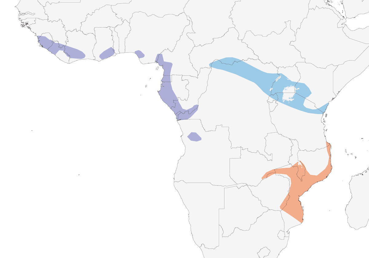 Pitta africana, Distribuzione 1