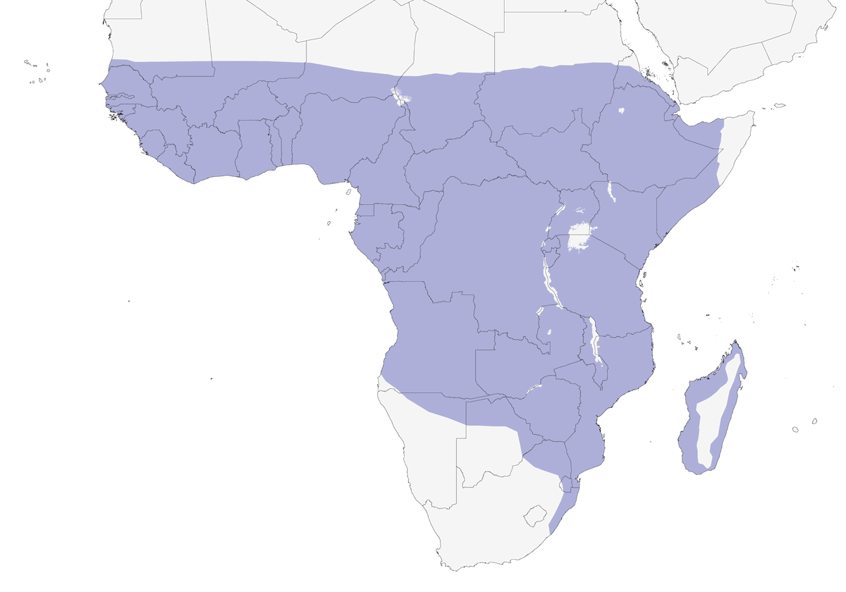 Afrikanische Zwergengans, Verbreitung 1
