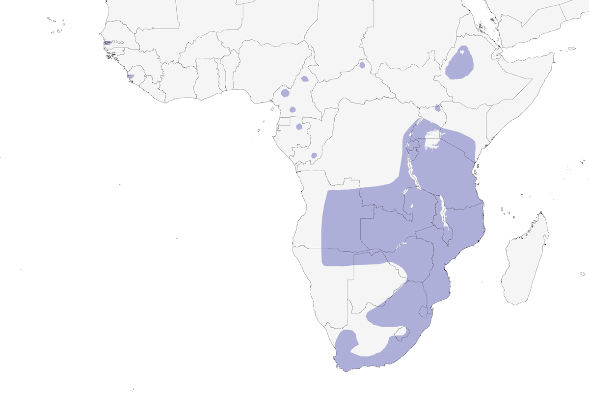 Rallo africano, Distribuzione 1