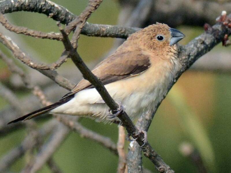 Becco d'argento africano, Foto 4